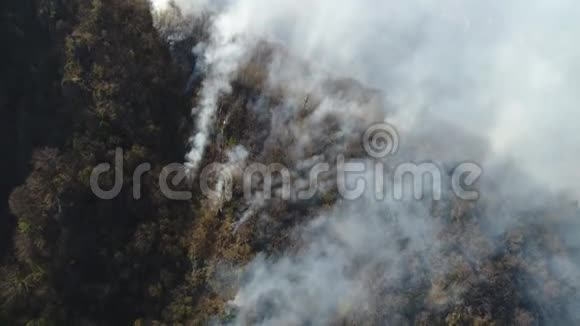 在树林中燃烧的空中移动画面视频的预览图