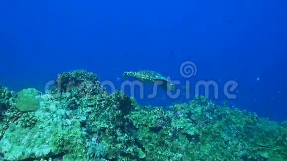 珊瑚礁上的龟视频的预览图
