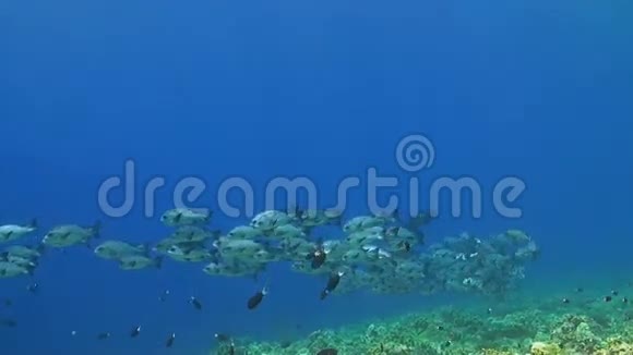 珊瑚礁上的黑鱼视频的预览图