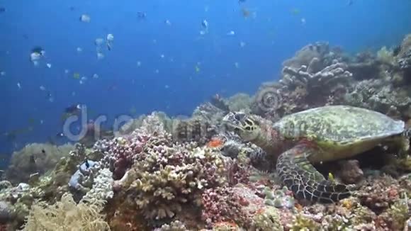 龟在珊瑚礁上视频的预览图