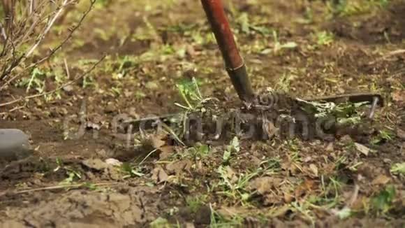 女人正在用耙子工具清理花园里的杂草慢动作视频的预览图