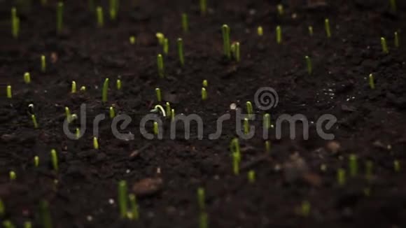 在温室里生长的微小植物视频的预览图