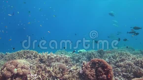 珊瑚礁与健康的Staghorn珊瑚4k视频的预览图