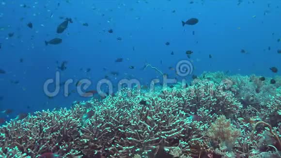 珊瑚礁与健康的Staghorn珊瑚4k视频的预览图