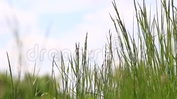 绿草被风吹过视频的预览图