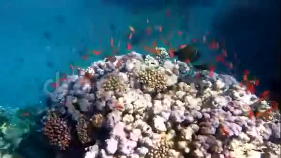 珊瑚上的鱼视频的预览图