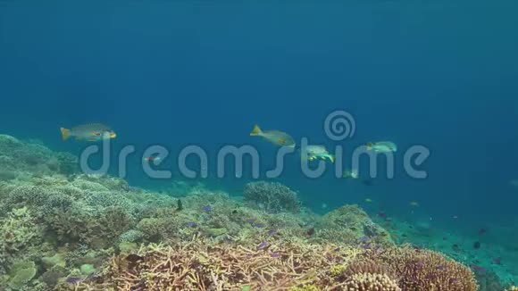 在珊瑚礁上的对角线带状甜唇4k视频的预览图