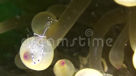 红海海底沙底的海葵和小丑鱼视频的预览图