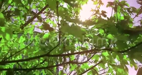 森林树木的轮廓和绿色的春天夏天的叶子在白天的天空太阳耀斑的光线在森林中飞过自然视频的预览图