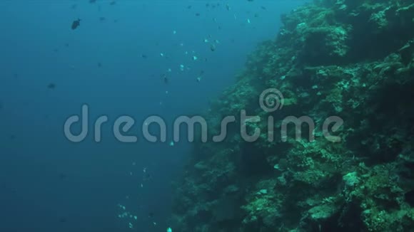 珊瑚礁与珊瑚礁鲨鱼和丰富的鱼4k视频的预览图