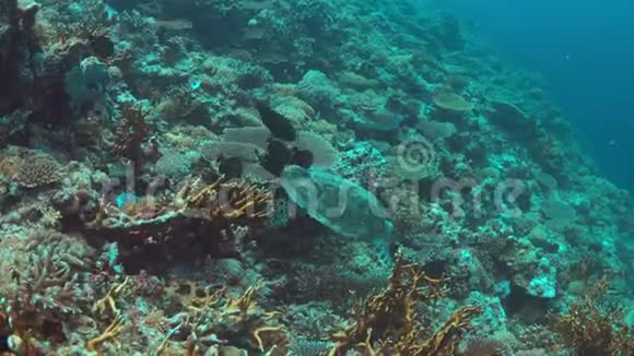 龟在珊瑚礁上游泳视频的预览图