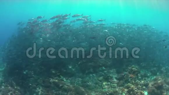 珊瑚礁4k上的大眼特雷瓦里视频的预览图