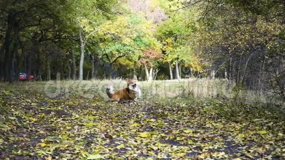 有趣的威尔士科吉毛茸茸的狗在户外散步视频的预览图