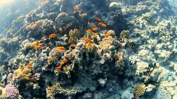 带鱼群的热带珊瑚礁视频的预览图