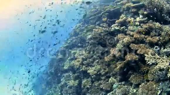 带鱼群的热带珊瑚礁视频的预览图