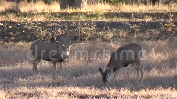 鹿鹿鹿和鹿鹿视频的预览图