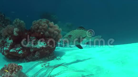 珊瑚礁上的哈莱金甜唇视频的预览图