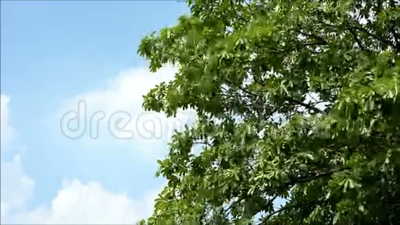 高树高天视频的预览图
