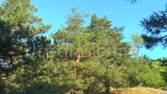 蓝天背景下的松林视频的预览图