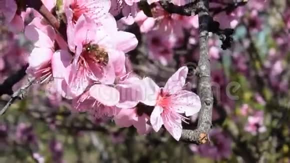 蜂桃授粉花卉视频的预览图