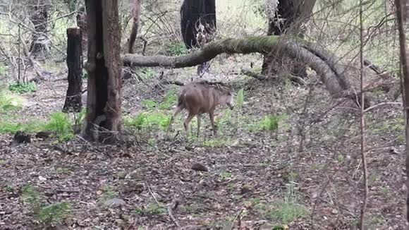夏洛牧场加州地区鹿公园包括橡树林混合常绿林视频的预览图