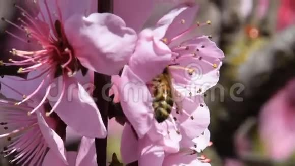 蜂桃授粉花卉视频的预览图