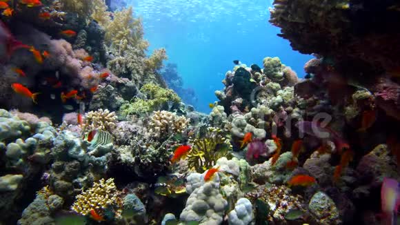 充满活力的珊瑚礁和潜水员上的五颜六色的鱼红海埃及视频的预览图