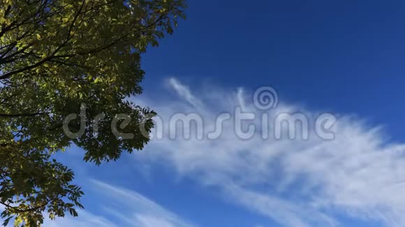 蓝天上有移动云的树视频的预览图