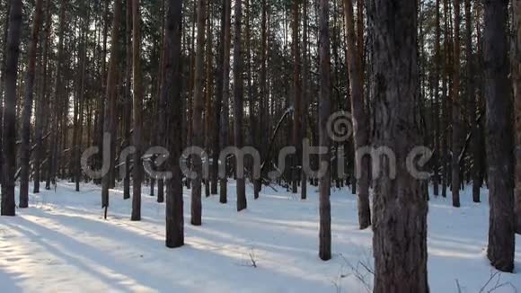 冬天森林里的日出视频的预览图