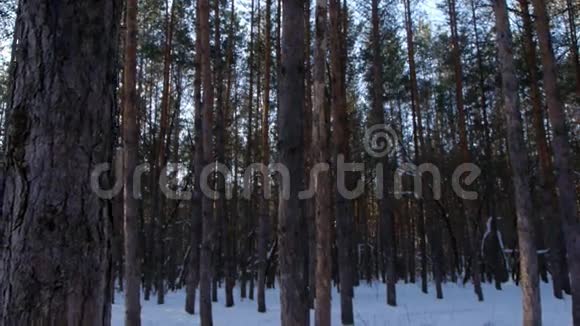 冬天森林里的日出视频的预览图