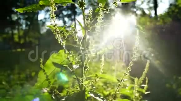 绿色自然太阳日落植物视频的预览图