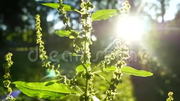 绿色自然太阳日落植物视频的预览图