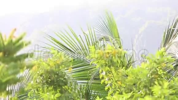 热带的绿色树枝视频的预览图