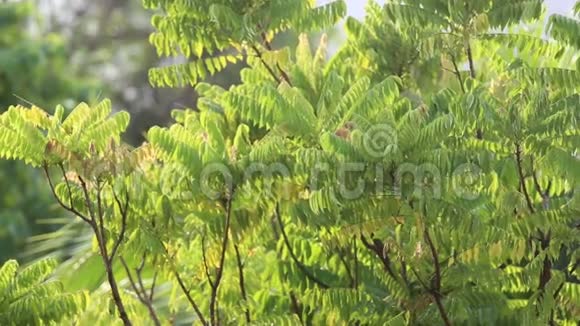 热带的绿色树枝视频的预览图