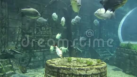 大型海洋鱼类水下生物视频的预览图