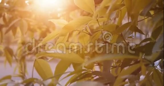 绿叶和夕阳的光芒视频的预览图