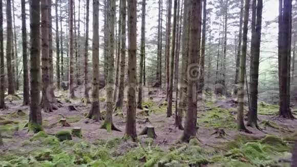 穿越苏格兰高地的森林视频的预览图