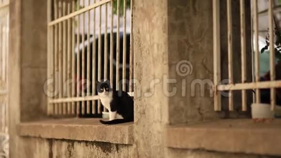 布德瓦老城的猫科托杜布罗夫尼克克罗地亚和蒙视频的预览图