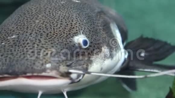 大型海洋鱼类水下生物视频的预览图