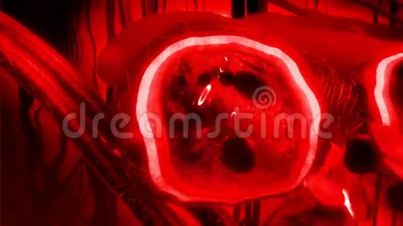 人的血液动脉和静脉视频的预览图