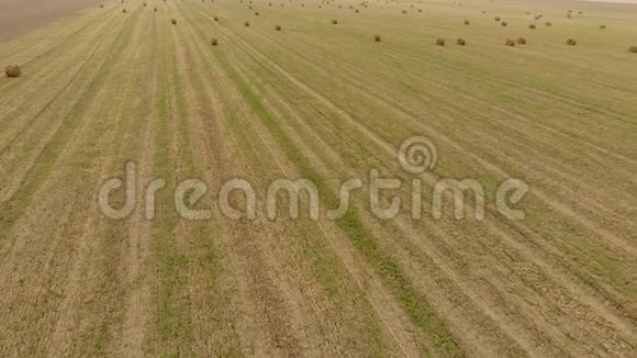 田间的干草收获干草作为牲畜饲料干草景观场视频的预览图