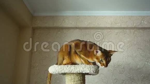 阿比西尼亚猫在玩视频的预览图
