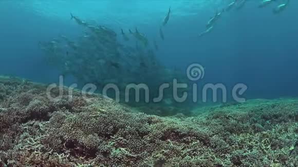 珊瑚礁4k上的大眼特雷瓦里视频的预览图