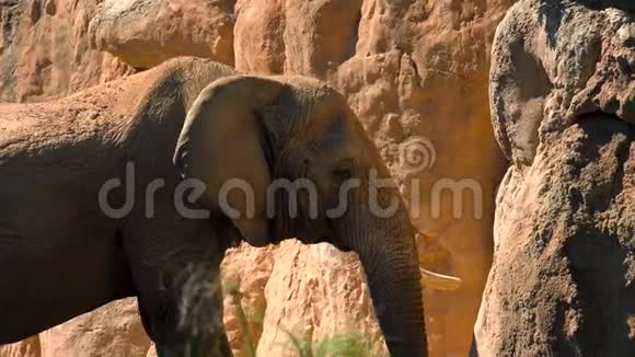 一群沙漠大象在炎热的夏日试图社交超高清4k实时视频的预览图