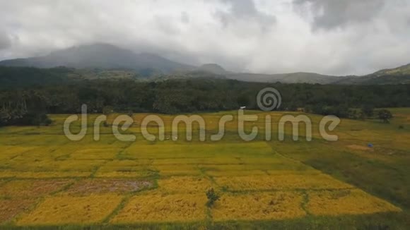 稻田的鸟瞰图菲律宾视频的预览图