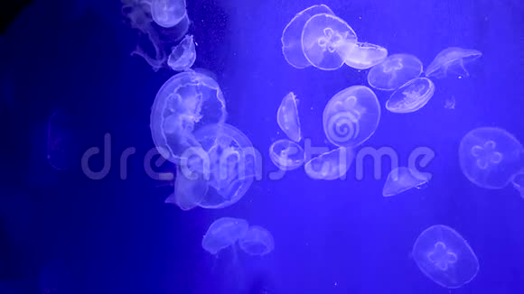 光效水母优美空间运动的视觉交响曲视频的预览图