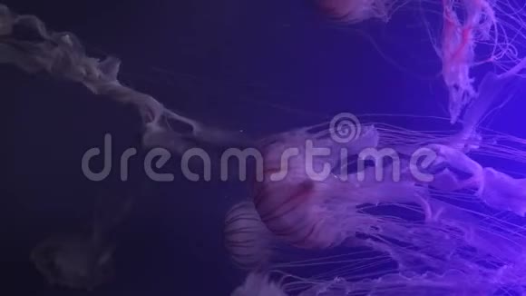 光效水母优美空间运动的视觉交响曲视频的预览图