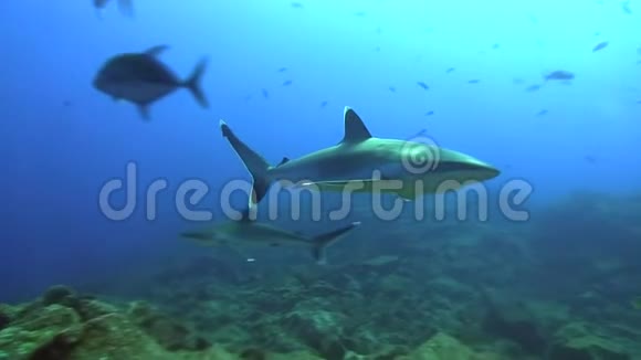 利维莱盖多群岛圣贝代迪托岛的银鳍鲨白鲸和水下摄影师视频的预览图