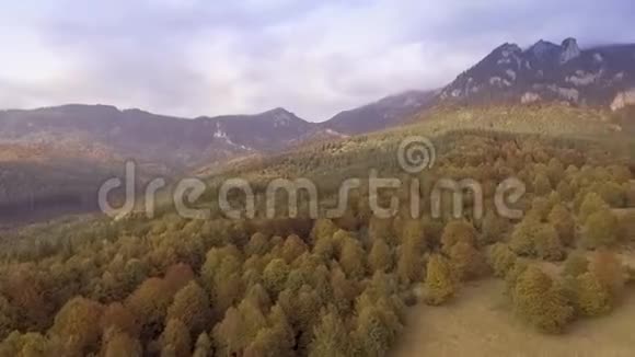 飞过秋林视频的预览图