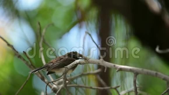 野生马来西亚斑尾鸟视频的预览图